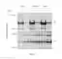 Fig. 10 - Volume exclusion agent to enhance formation of extracellular matrix