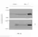 Fig. 11 - Volume exclusion agent to enhance formation of extracellular matrix