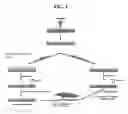 Fig. 04 - CELL GROWTH