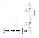 Fig. 31 - METHODS, SYSTEMS AND COMPOSITIONS FOR INCREASED MICROORGANISM TOLERANCE TO AND PRODUCTION OF 3-HYDROXYPROPIONIC ACID (3-HP)