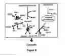 Fig. 44 - METHODS, SYSTEMS AND COMPOSITIONS FOR INCREASED MICROORGANISM TOLERANCE TO AND PRODUCTION OF 3-HYDROXYPROPIONIC ACID (3-HP)