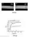 Fig. 05 - Chemical sensors containing carbon nanotubes, method for making same, and uses therof