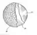 Fig. 01 - GOLF BALL POLYURETHANE LAYER ADHESION PROMOTER