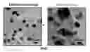 Fig. 01 - Highly durable nanoscale electrocatalyst based on core shell particles