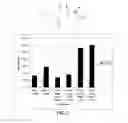 Fig. 10 - Thalidomide analogs