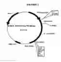 Fig. 02 - p185-encoding DNA and therapeutical uses thereof