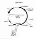 Fig. 03 - p185-encoding DNA and therapeutical uses thereof