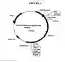 Fig. 04 - p185-encoding DNA and therapeutical uses thereof