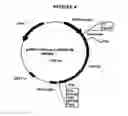 Fig. 05 - p185-encoding DNA and therapeutical uses thereof