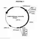 Fig. 06 - p185-encoding DNA and therapeutical uses thereof