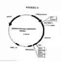 Fig. 07 - p185-encoding DNA and therapeutical uses thereof