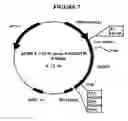 Fig. 08 - p185-encoding DNA and therapeutical uses thereof
