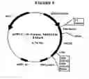 Fig. 09 - p185-encoding DNA and therapeutical uses thereof