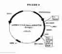 Fig. 10 - p185-encoding DNA and therapeutical uses thereof
