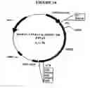Fig. 11 - p185-encoding DNA and therapeutical uses thereof