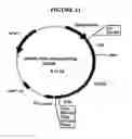 Fig. 12 - p185-encoding DNA and therapeutical uses thereof
