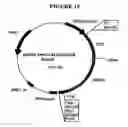 Fig. 13 - p185-encoding DNA and therapeutical uses thereof