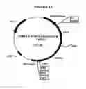 Fig. 14 - p185-encoding DNA and therapeutical uses thereof
