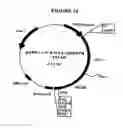 Fig. 15 - p185-encoding DNA and therapeutical uses thereof