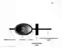 Fig. 06 - Antibody specific for B7-H5, a costimulatory polypeptide