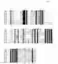 Fig. 07 - Antibody specific for B7-H5, a costimulatory polypeptide