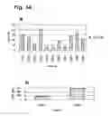 Fig. 35 - IMMUNOGLOBULINS
