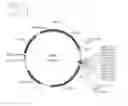 Fig. 02 - Engineered Listeria and methods of use thereof