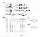 Fig. 03 - Method for inhibiting function of micro-RNA