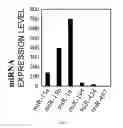Fig. 22 - Method for inhibiting function of micro-RNA