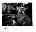 Fig. 16 - METHODS AND COMPOSITIONS FOR JOINT HEALING AND REPAIR