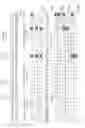 Fig. 22 - Fast identification of complex strings in a data stream