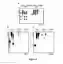 Fig. 03 - Transgenic Cells and Chickens Expressing RIG-I