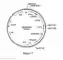 Fig. 45 - Methods for using artificial polynucleotides and compositions thereof to reduce transgene silencing