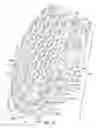 Fig. 14 - Article of footwear with multiple cleat systems