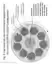 Fig. 05 - Tapered Horizontal Growth Chamber