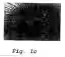 Fig. 04 - THERMOCHROMIC INDICATOR MATERIALS WITH CONTROLLED REVERSIBILITY
