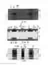 Fig. 30 - ELECTROMAGNETIC RADIATION CONVERTER WITH A BATTERY