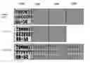Fig. 01 - Chip identification for organic laminate packaging and methods of manufacture