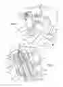 Fig. 03 - Idler arm assembly adjustment
