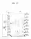 Fig. 22 - Stacked semiconductor apparatus with configurable vertical I/O