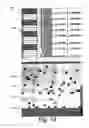 Fig. 13 - Systems and methods for text input for touch-typable devices
