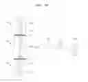 Fig. 04 - Liquid crystal display device and method of manufacturing the same