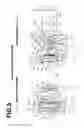 Fig. 06 - Variable magnification optical system for projection and projection-type display apparatus