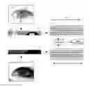 Fig. 01 - Image template masking