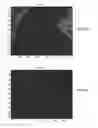 Fig. 06 - Spectral unmixing for visualization of samples