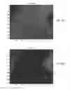 Fig. 07 - Spectral unmixing for visualization of samples