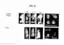 Fig. 07 - RGD-containing peptidomimetics and uses thereof
