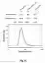 Fig. 06 - MAGNETIC NANOPARTICLE AND METHOD FOR IMAGING T CELLS
