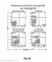 Fig. 08 - MAGNETIC NANOPARTICLE AND METHOD FOR IMAGING T CELLS