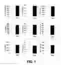 Fig. 02 - Angiogenesis using placental stem cells